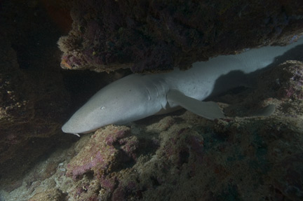 Nebrius ferrugineus (Squalo nutrice fulvo)